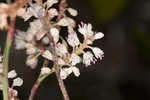 Largeleaf jointweed